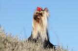 YORKSHIRE TERRIER 191